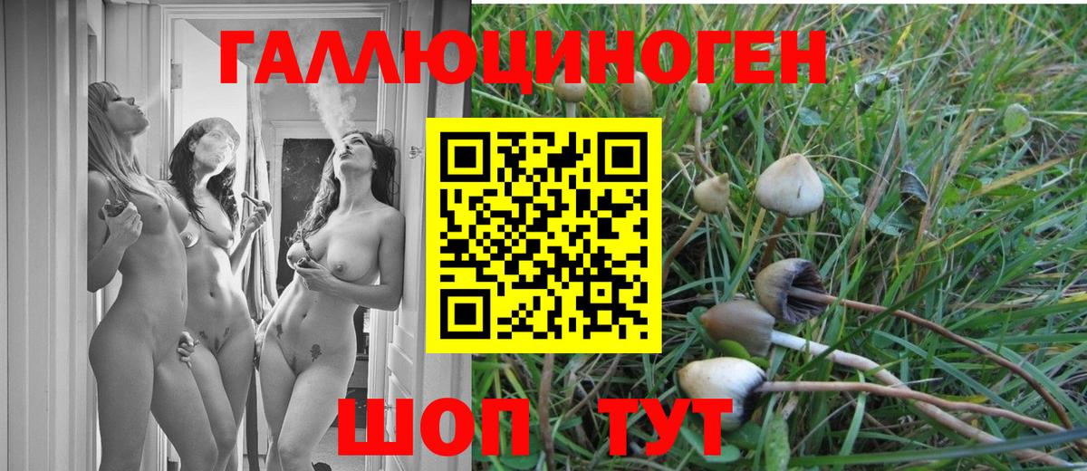 Псилоцибиновые грибы GOLDEN TEACHER Канск